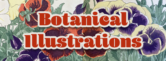 The Art of Botanical Illustration - ACC Art Books US