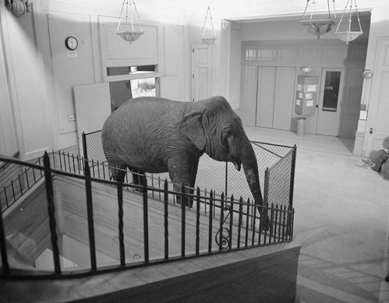 Taxidermized elephant in Gray Rotunda
